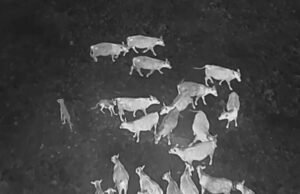 Drones explodindo CA / DC O biológico protege o gado com lobos