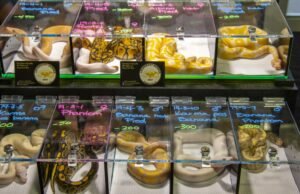 West Hollywood a se tornar o primeiro do condado de Los Angeles a proibir o comércio de animais