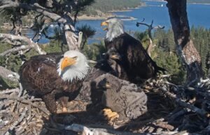 O jovem careca visitou Jackie e as roupas da sombra?