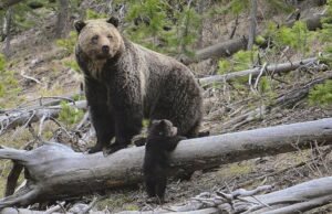Muito, pode ser parto, as pegadas no Parque Nacional de Yellowstone