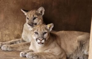 Os leões da montanha foram considerados impotentes quando os Cubs foram liberados