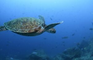 O país justifica o primeiro acordo do mundo para proteger a água internacional