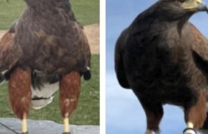 Dois falcões treinados roubados do Sofi Stadium durante o jogo Rams