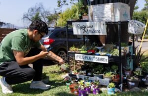 Plantas livres representam o povo de Altadenena para reconstruir a comunidade