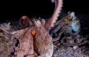 Como é o multitarefa com oito braços: explorar polvos com membros