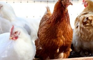 Provedor: Por que os animais selvagens nunca devem ser um crime