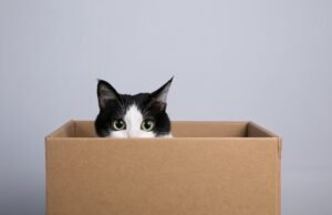 Horas em sua planta suja e suja ou um gado separado da mãe bebê: este é o procedimento da empresa de festivais que organizou por municípios