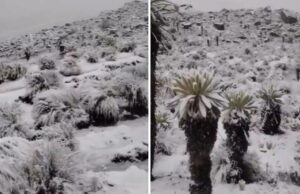 Nvada salva no jardim El Cockupy: este foi no vídeo