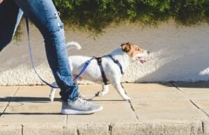 Você pode ter 40 quilos de cães em uma casa “desde que cubra as necessidades básicas”: o treinador de cães explica como fazer