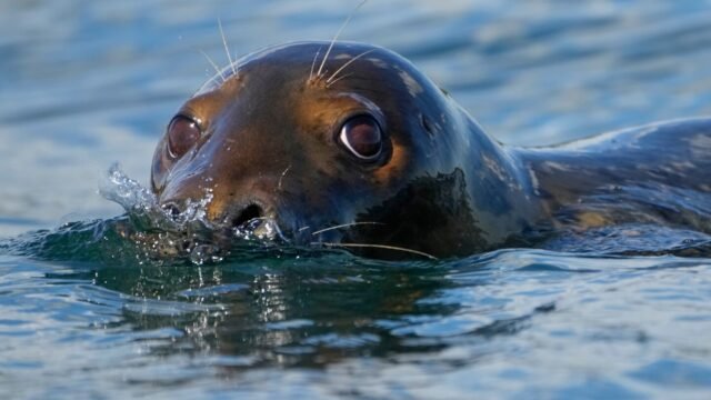 Republican-Lawmakers-Propose-Changes-to-Marine-Mammal-Protection-Act-Sparking.com2Ffb2F232F7098fa24c.jpeg