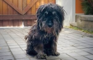 Um cachorro roubado 13 anos atrás, o proprietário original rejeitou, encontrou uma segunda vez com o salvo