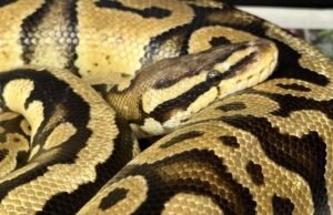 Animais na atividade alimentar do SoCal In-N-Out: Great Snake