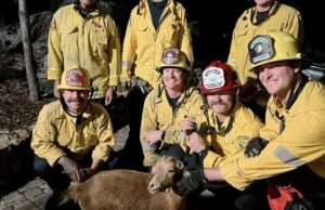 Os bombeiros do SoCal salvaram a cabra da situação de Baaaad