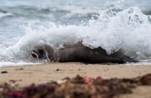 Os mamíferos do Mar Morto morrem no próximo número recorde de costa da Califórnia
