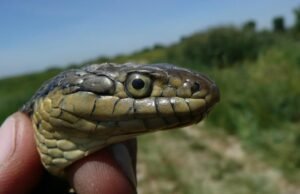 Esta cobra central é a nova cobra do estado da Califórnia. Sua obediência pode salvá-lo?