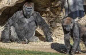 ‘Terla’: Gorilla Change leu o vidro do Zoológico de San Diego