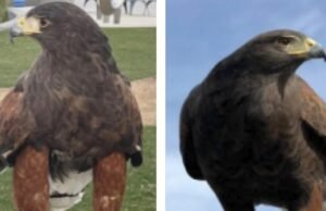 Um dos dois falcões roubou no estádio Sofi durante o jogo Rams encontrado