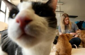 Califórnia proíbe anunciar gatos sob a nova lei
