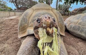 Gramma, a tartaruga mais antiga de Galápagos do Zoológico de San Diego, morreu depois de mais de um século