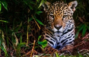 Peru fortaleceu a proteção da onça-pintada após a aprovação do plano de ação regional na ces cop20
