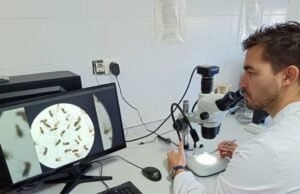 Estudo internacional prova que os mosquitos subterrâneos de Londres existiam há milhares de anos no Mediterrâneo