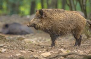 Quatro novos casos de fezes de porco africano encontrados em barcos mortos em Collserola (Barcelona)