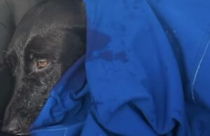Rejeitado por seu cachorro durante uma viagem a San Diego. Eles descobriram que estavam nadando por meia hora.