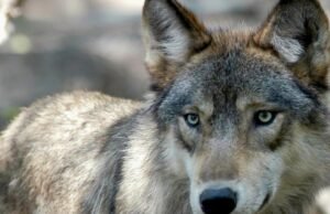 Doador: Restaurando nosso relacionamento com os lobos