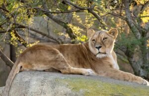 Luana, a leoa “velha e brincalhona” do Bioparc Valencia, morreu
