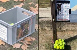 A campanha para homenagear um cachorro morto se espalha no tiktok e revela um caso semelhante nas Astúrias