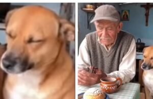 Cães demonstram respeito enquanto seus donos rezam e tocam milhares de pessoas nas redes sociais