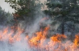 O incêndio florestal no Parque Nacional Los Alerces já destruiu mais de 270 hectares de terras ecologicamente importantes.