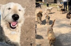 Ativistas pelos direitos dos animais temem que mais de mil e um gatos do hotel franciscano do CDMX sejam mortos: denunciam a venda do imóvel
