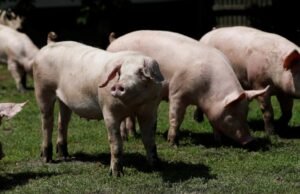 Tarifas sobre carne suína espanhola: China impõe taxas de importação sobre produtos suínos entre 4,9% e 19,8%