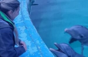 Eles transferiram dez golfinhos do antigo Aquário de Mar Del Del Plata para a costa do Egito: como foi a operação?