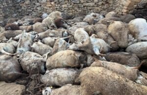 122 ovelhas morreram afogadas após se reunirem “por causa do medo”