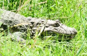 Santa Fé: lançaram “Ricardito”, um crocodilo que viveu mais de dez anos em uma casa particular
