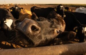 Trump oferece pacote de ajuda de US$ 12 bilhões aos agricultores duramente atingidos pela guerra comercial com a China