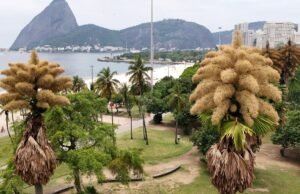 Dezenas de palmeiras do Rio de Janeiro florescem pela primeira vez – e única vez