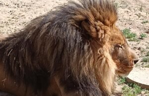 O abrigo de animais Ventura manteve o animal estrangeiro sem autorização, disse o