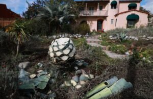 Ladrões estão hackeando plantas de agave em todo o SoCal. Mas por que?