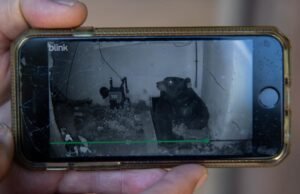 PROPRIETÁRIO DE ALTADENA ARGUMENTA 550 CHOQUES DE URSO
