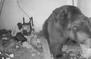 Morador de Altadena atacado por urso que morava na casa: ‘Ele rugia embaixo da casa’