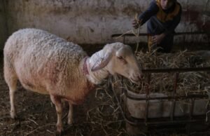 Israelenses invadem casas palestinas e matam ovelhas no último ataque na Cisjordânia