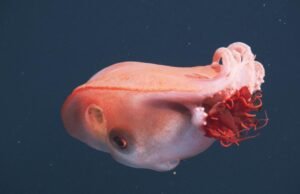 Encontro raro em alto mar: cientistas da Califórnia observam polvo ‘sit prapus’
