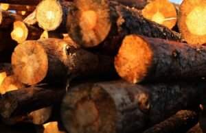 As árvores mais icônicas do oeste americano desapareceram