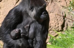 O novo gorila está incluído no La Zoo Lehi Mape Mape Phongossion