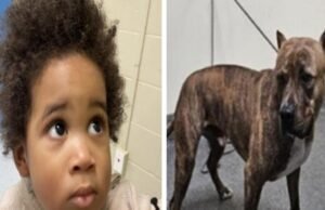 Ladrão de carros de Los Angeles abandona bebê e cachorro na cena do crime; ninguém os reivindicou, disseram autoridades