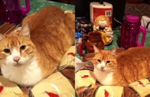 A gata dorme com Rosca de Reyes e espalha: “Ela quer ser bonequinha”