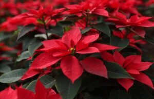 Como manter viva a véspera de Natal depois do Natal